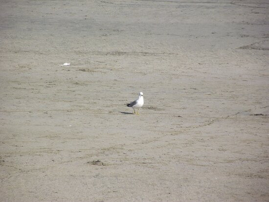 Long Sands Beach-York Beach必去景点