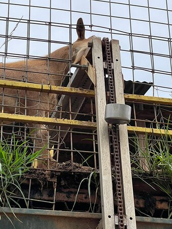 Goats on the Roof景点图片