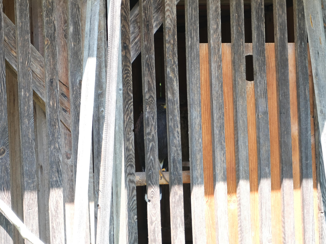 Greifvogel-Erlebnis-Brunnental-Steyrling必去景点