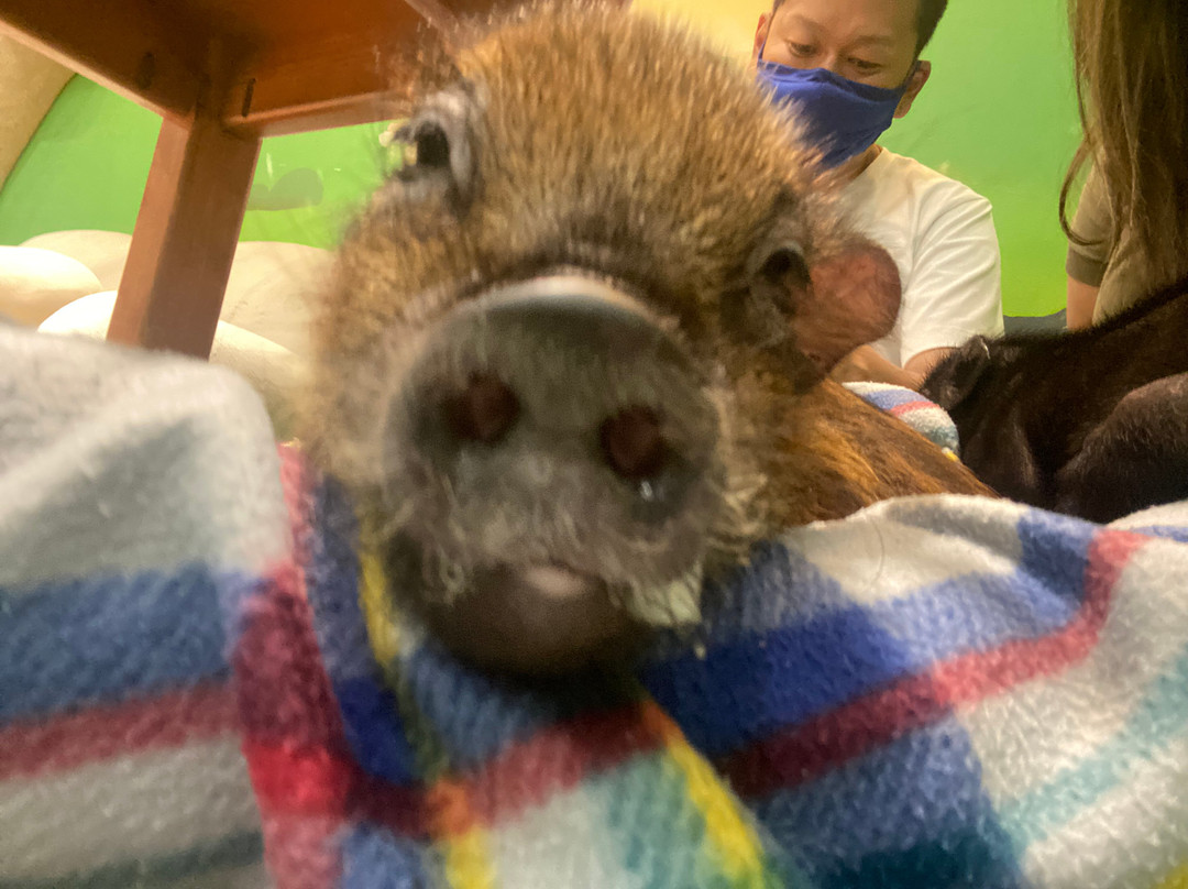 Mipig Cafe Aeon Laketown-越谷市必去景点