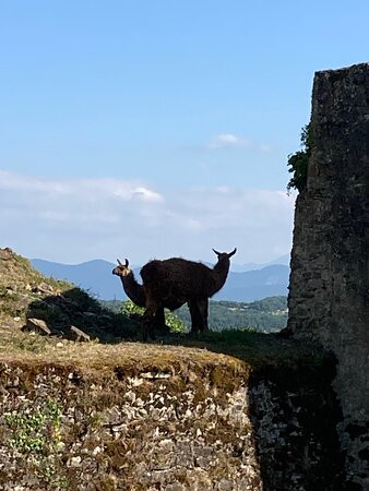 Chateau de Lagarde-Lagarde必去景点