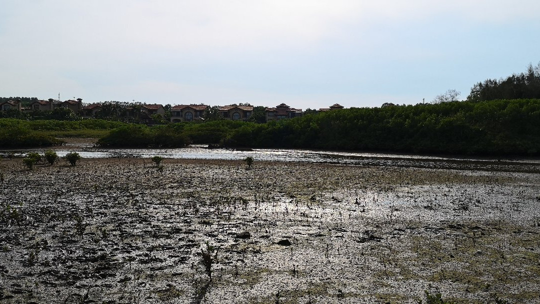 Mangrove Bay Wetland Experience-澄迈县必去景点