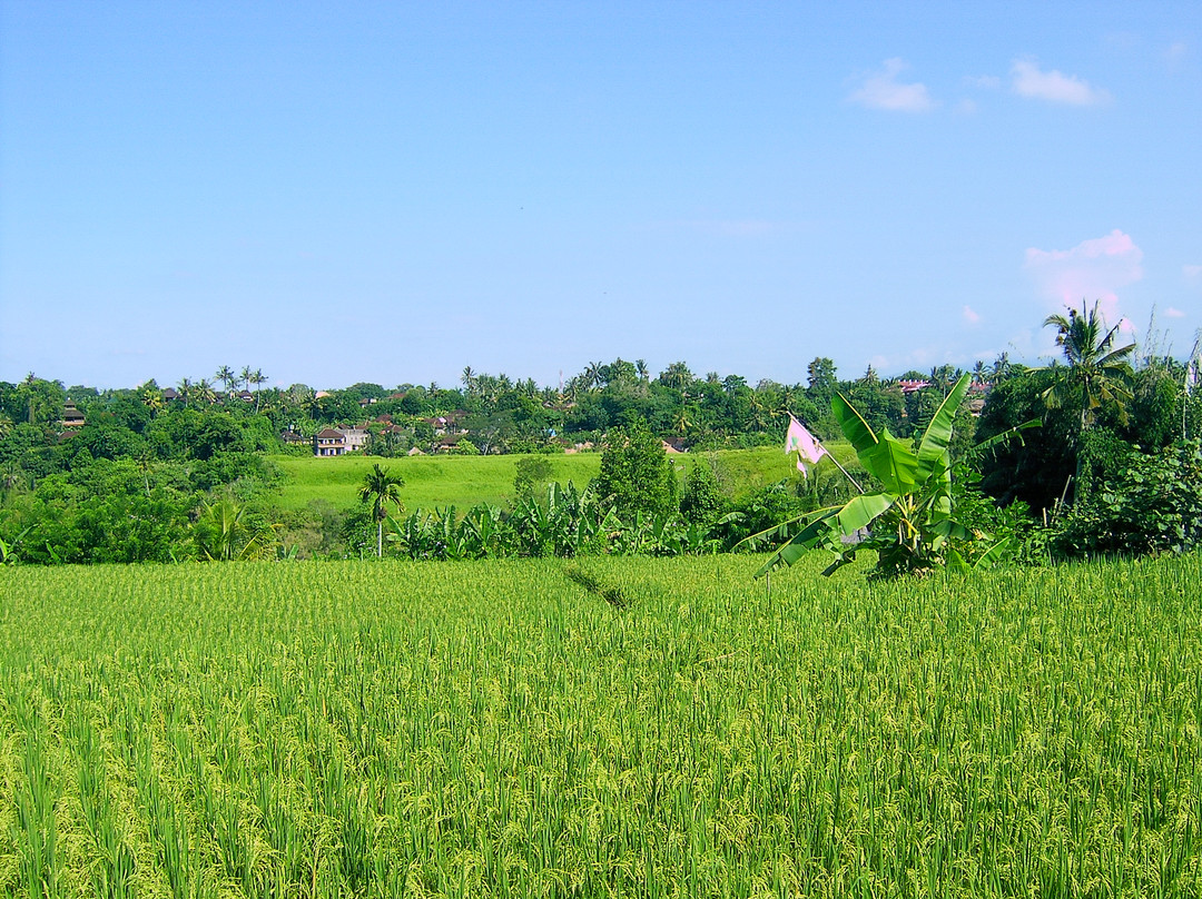 Bali Bird Walks-乌布必去景点