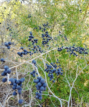 Cedar Mountain Nature Preserve-Cedar Hill必去景点