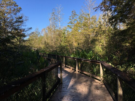 CREW - Bird Rookery Swamp Trails-那不勒斯必去景点