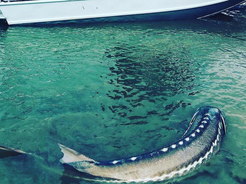 River Wrangler Sportfishing-奇利瓦克必去景点