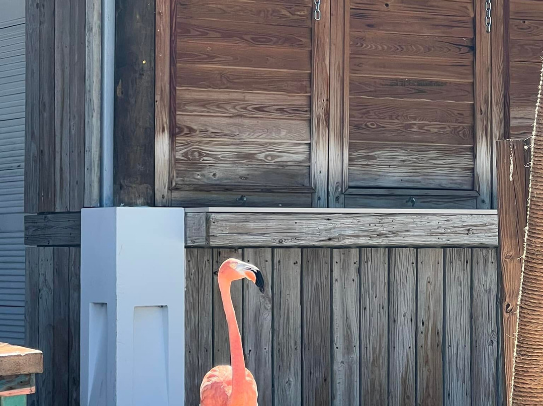 Mangrove Beach Bar & Fish. Shack
