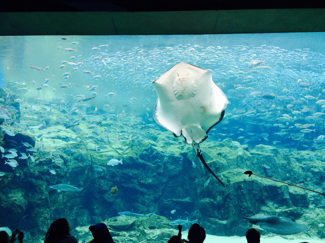 Kujukushima Aquarium Umikirara
