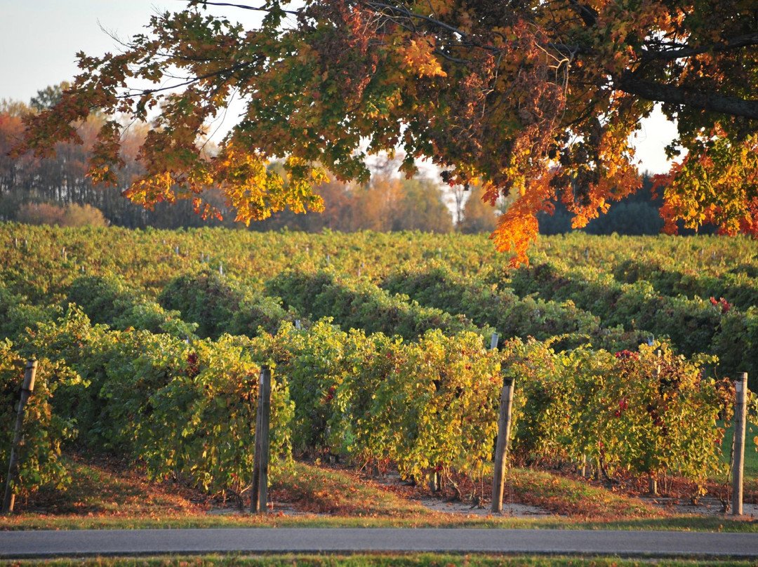 Fenn Valley Vineyards景点图片