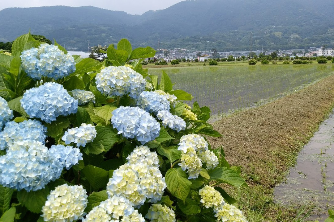 Kaisei Hydrangea Matsuri景点图片