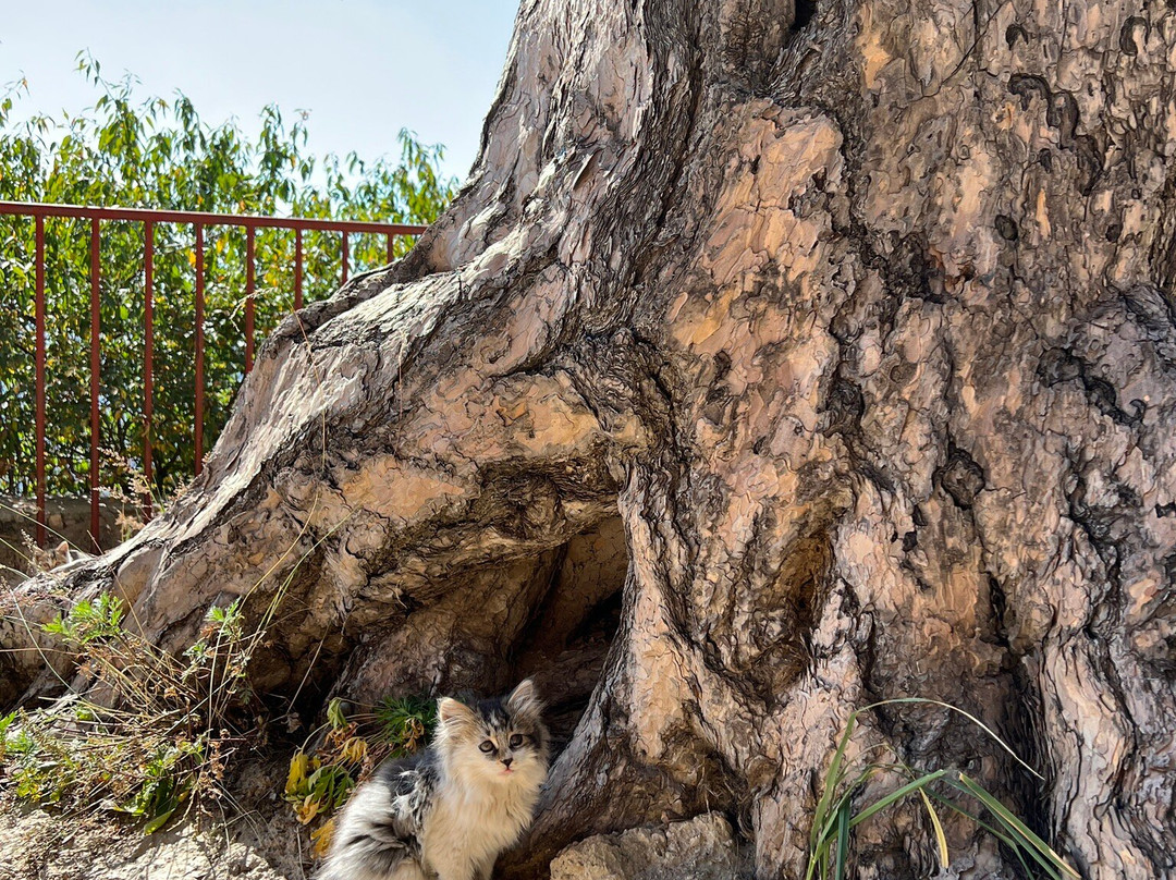 恒山森林公园-浑源县必去景点