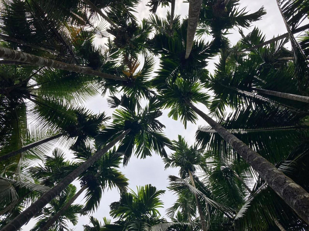 Areca Plantation Walk景点图片
