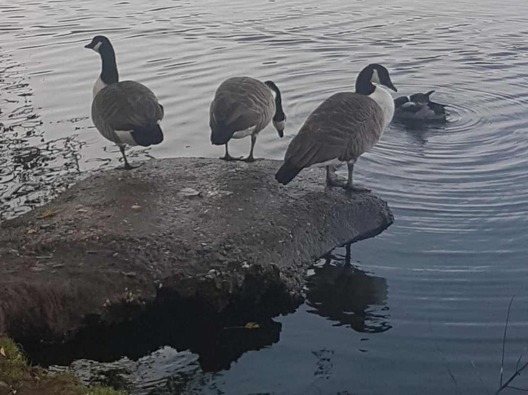 Nantwich Lake-Nantwich必去景点