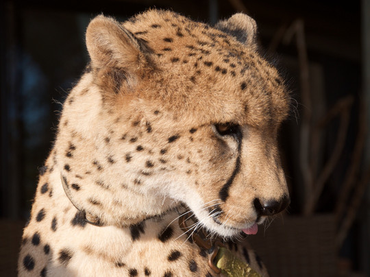 Our African Safaris-开普敦中心区必去景点