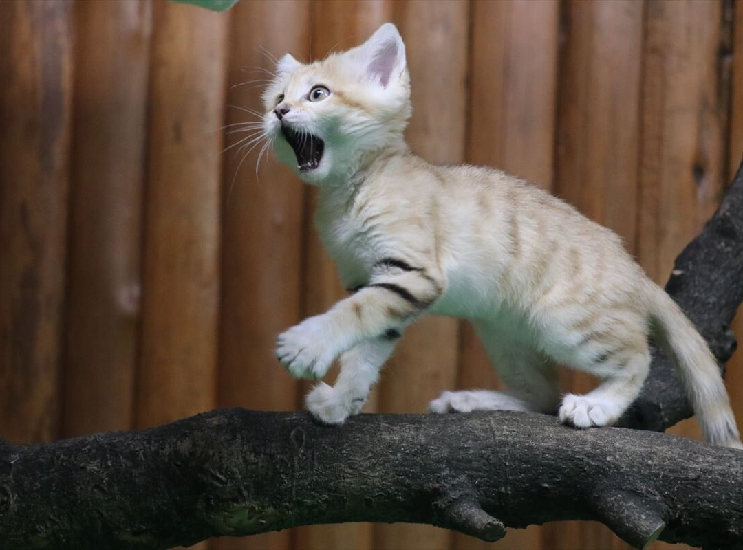 神戶動物王國-神户市必去景点