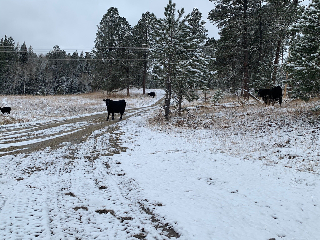Mad Mountain Adventures at Rec Springs-Lead必去景点