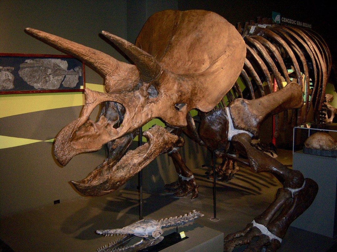 Buffalo Museum of Science-水牛城必去景点