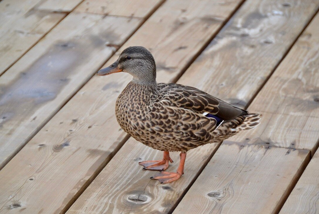 River Mill Park-亨茨维尔必去景点