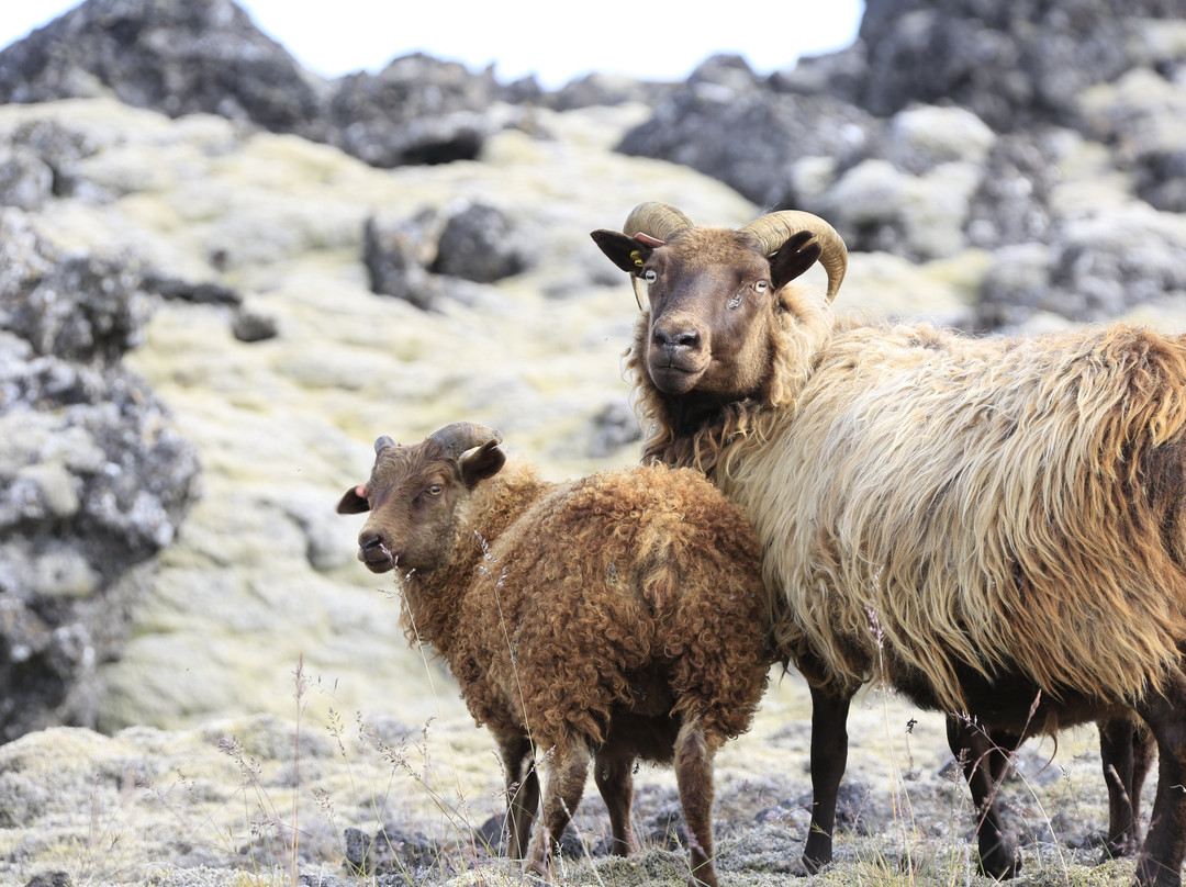 Ytri-Raudamelur church-Borgarfjorour必去景点