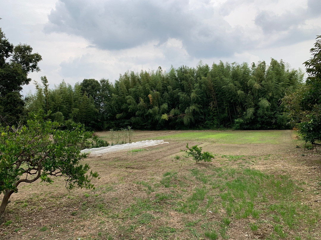 Mozume Castle Ruin-向日市必去景点