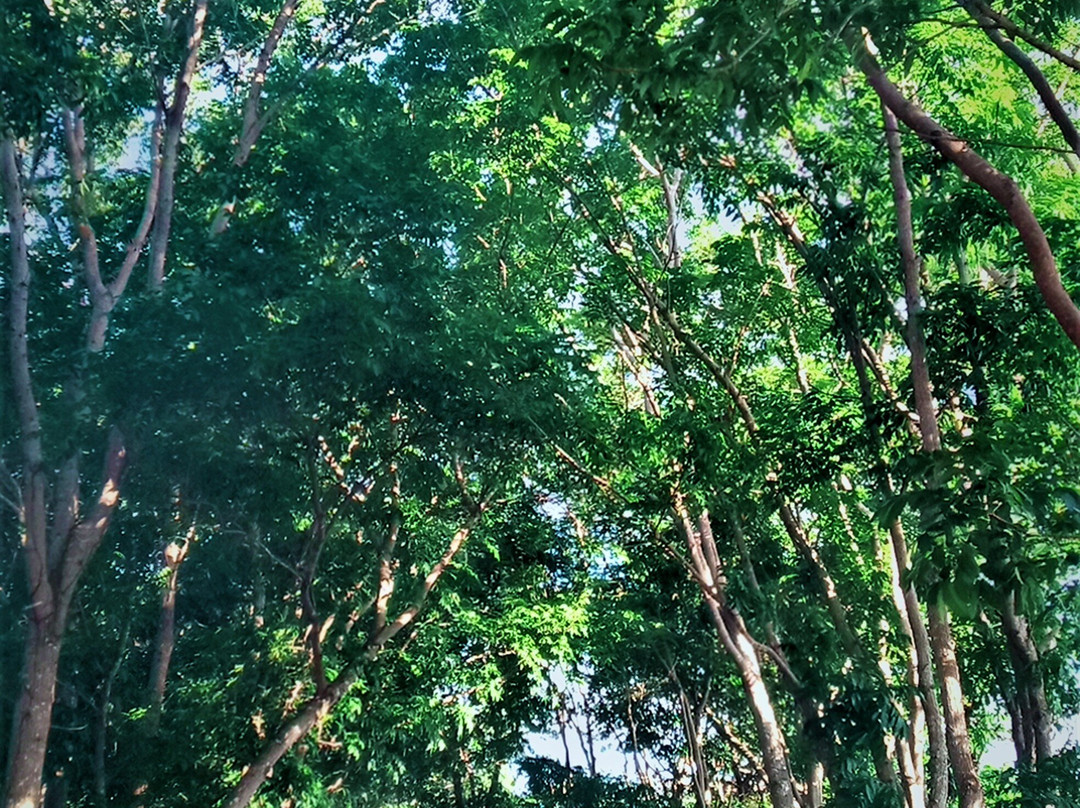 Pasonanca Park景点图片