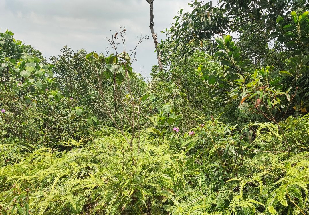 Setia Alam Community Trail景点图片