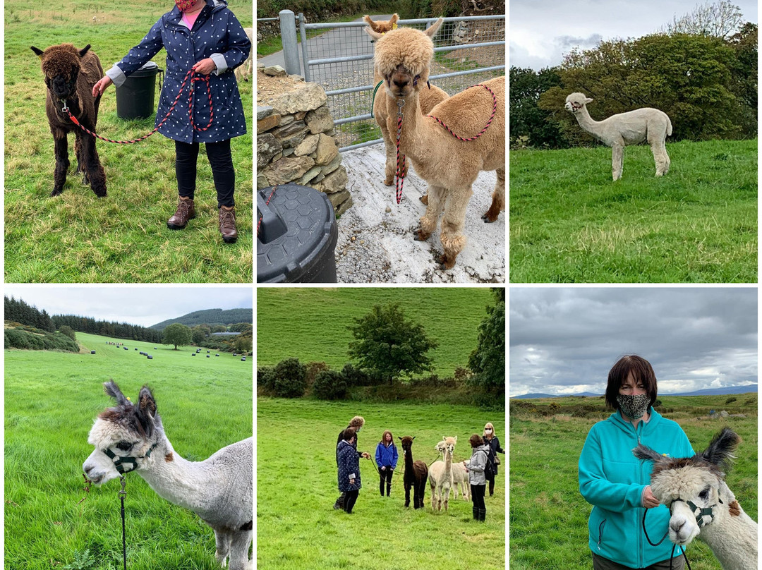 K2Alpacas-Wicklow必去景点