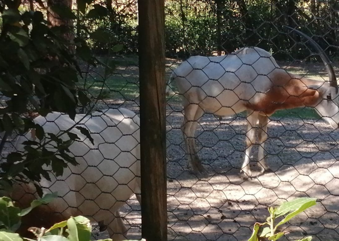 Parco Zoo Falconara景点图片