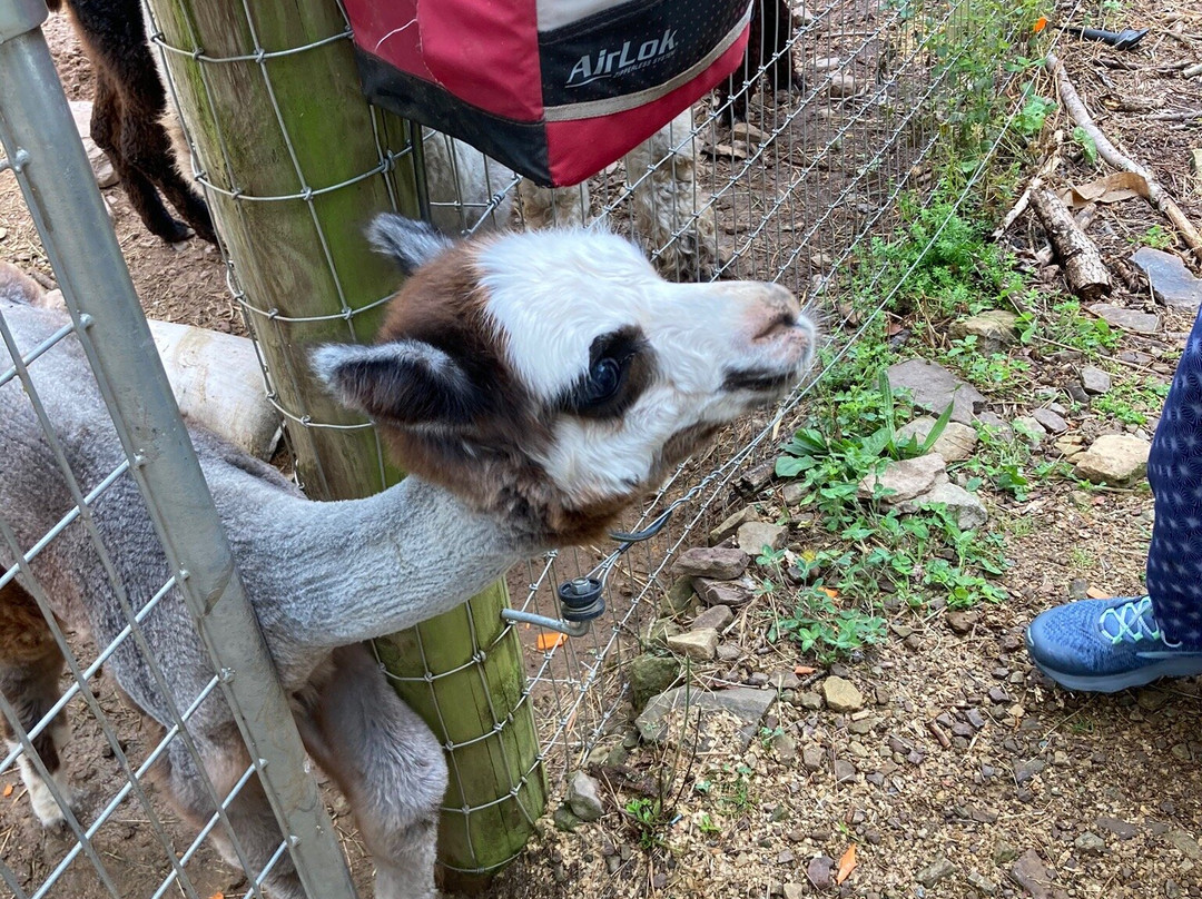 Artisan Alpacas景点图片