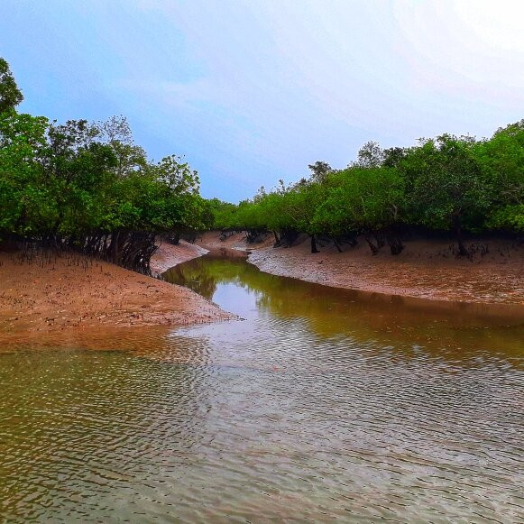 Sajnekhali Bird Sanctuary景点图片