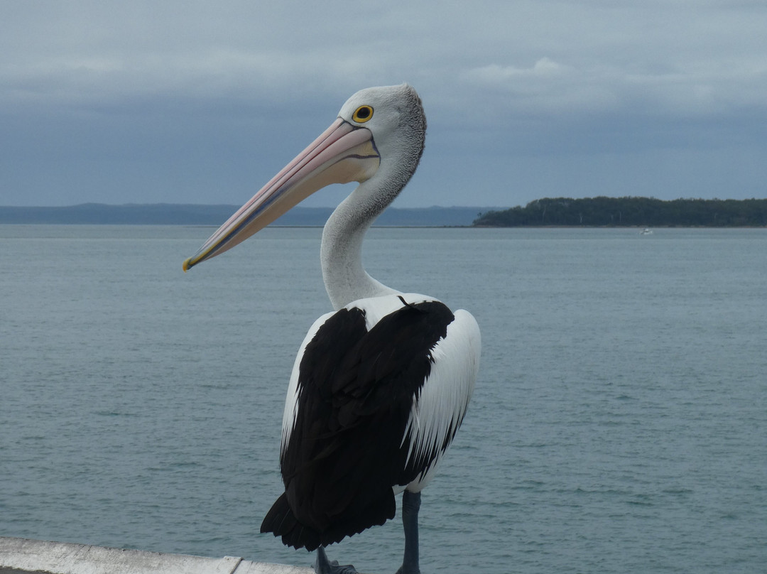 Urangan Pier景点图片