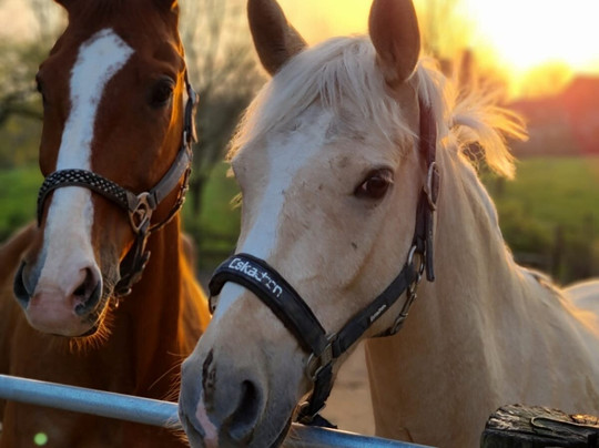 Gut Moschenhof主图