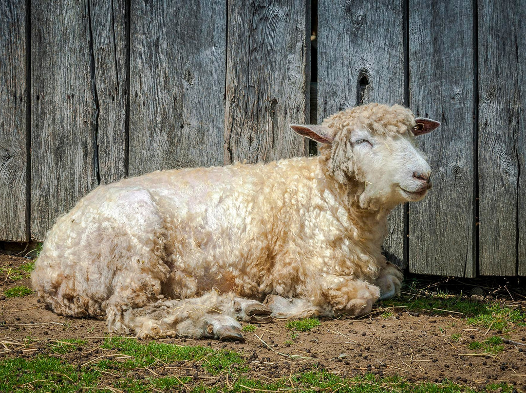 Rocky Mount State Historic Site & Museum-Piney Flats必去景点