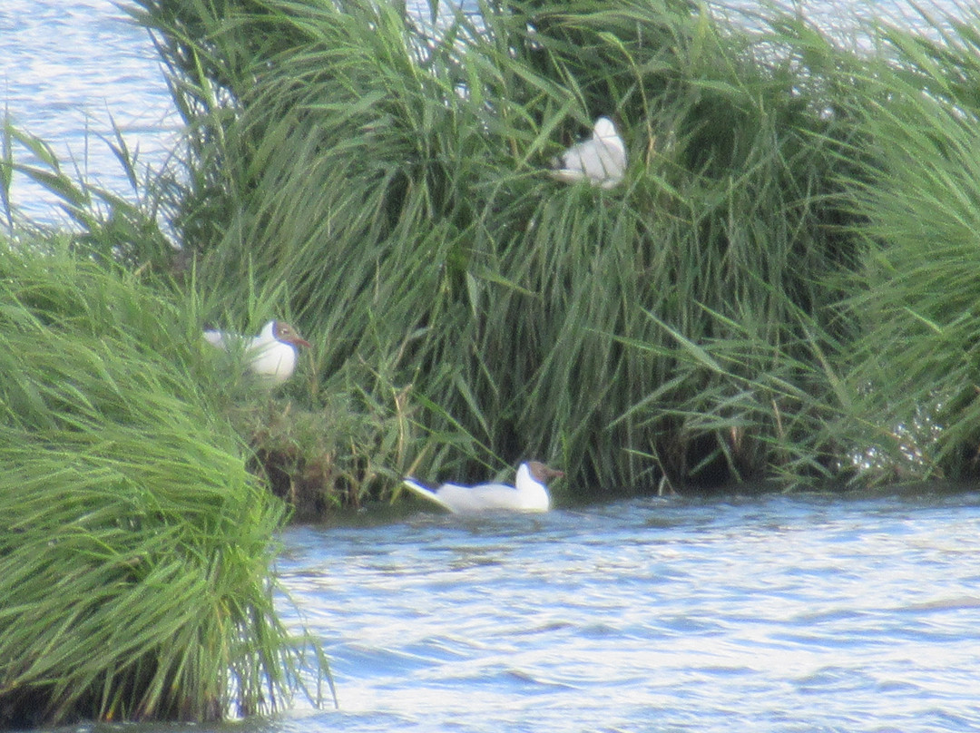 Etangs de la Brenne-Saint Michel en Brenne必去景点