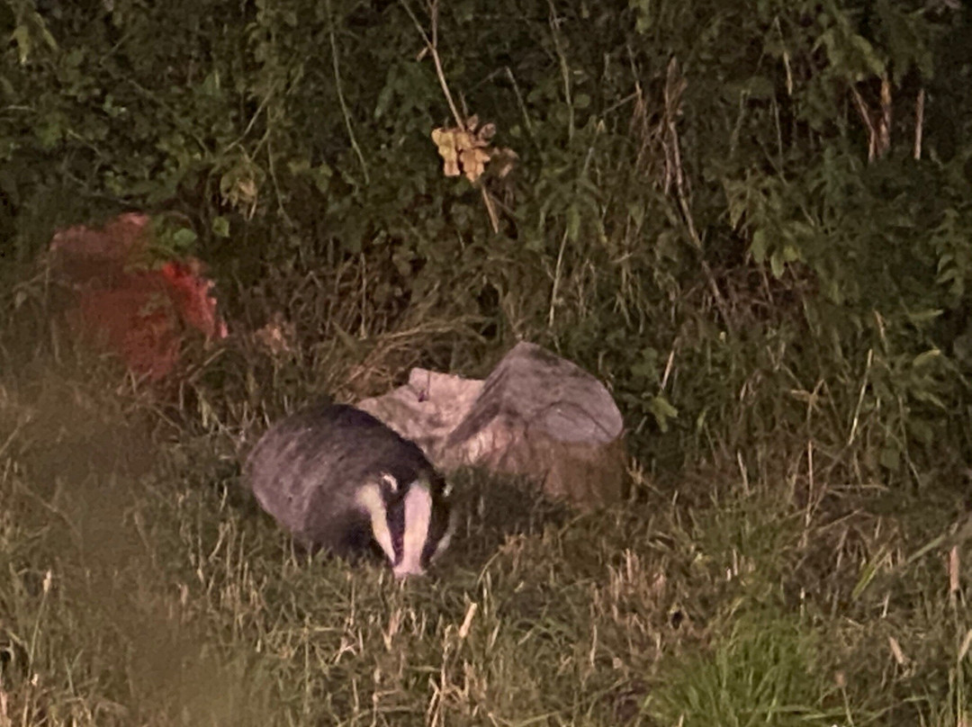 Badger Watch Dorset景点图片