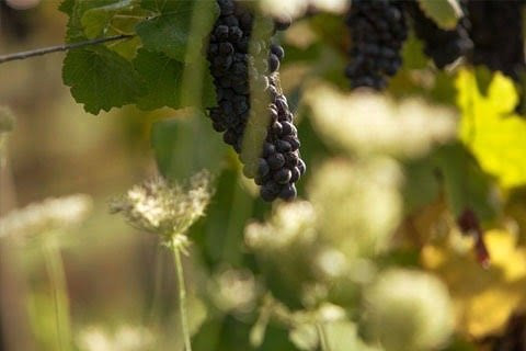 Cambridge Road Vineyard & Cellar Door景点图片