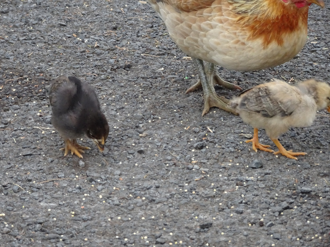 哈罗德•赖斯公园-库拉必去景点