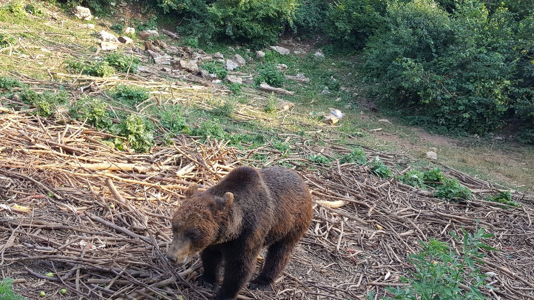 Bear Sanctuary景点图片