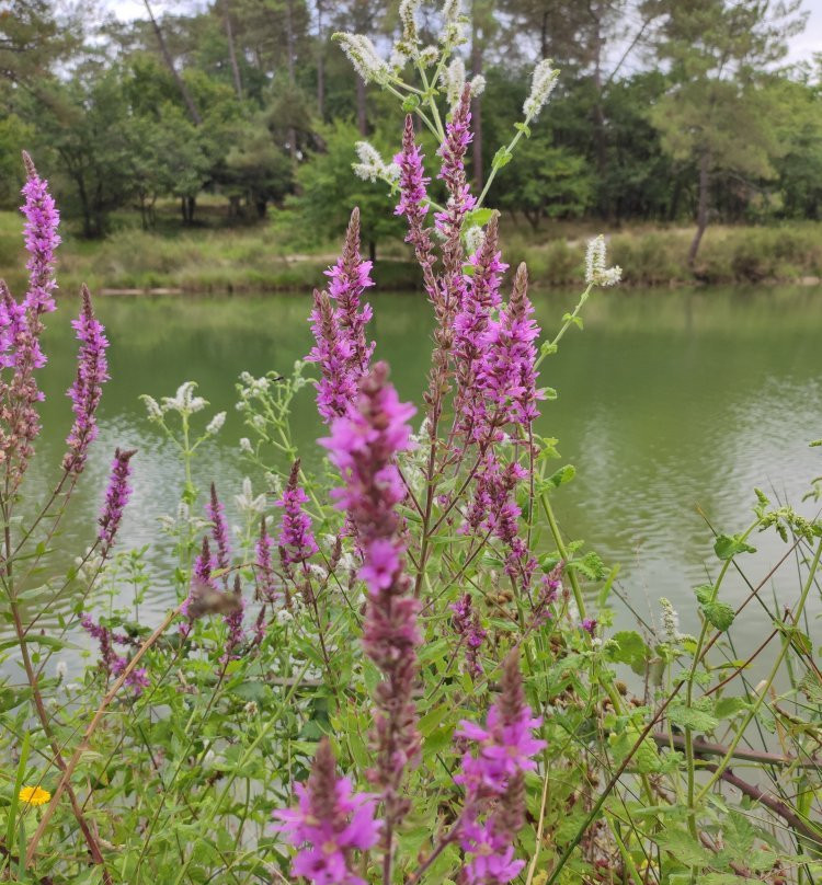 Lac de Gurson景点图片