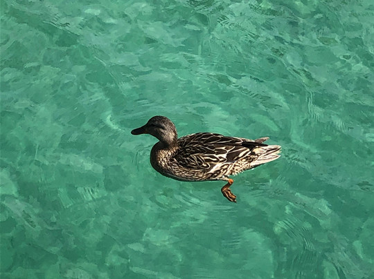 Strandhotel Orchidee主图