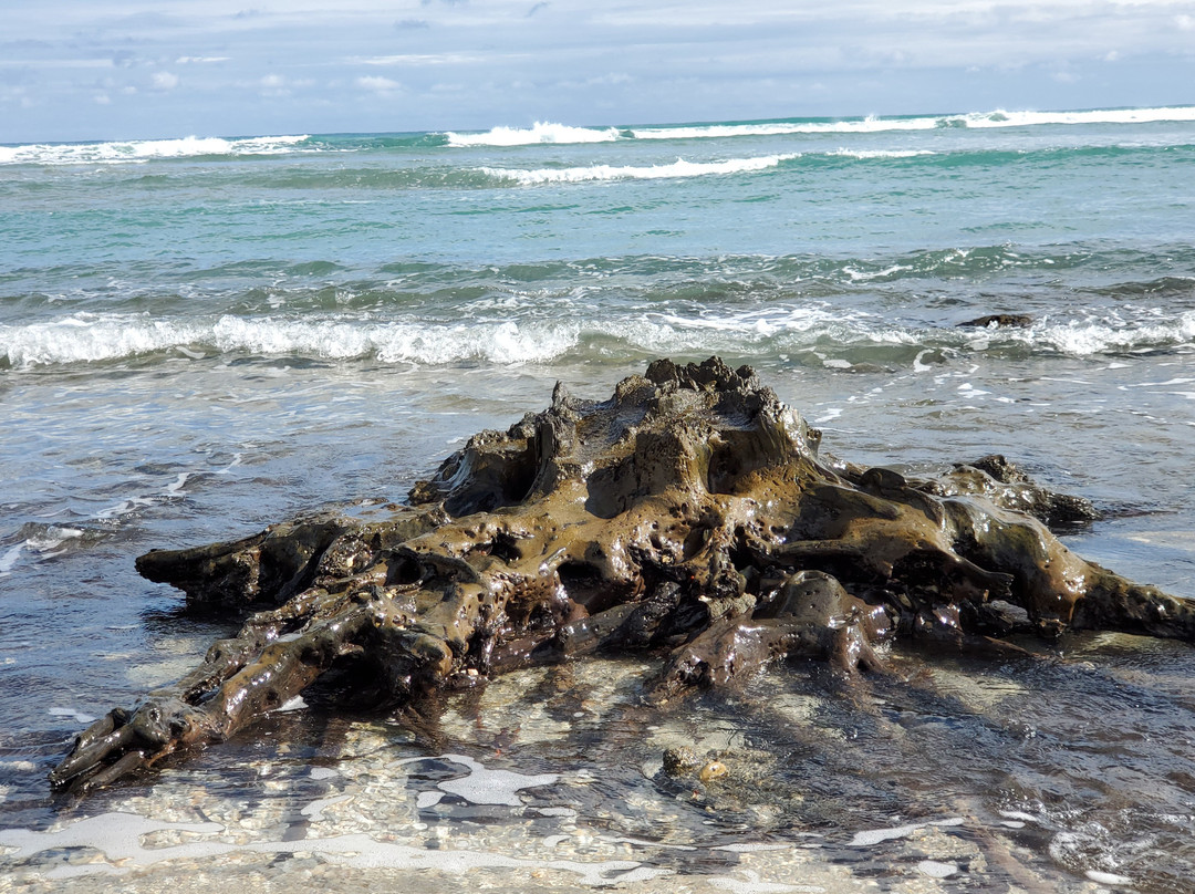 Hutchinson Island旅游攻略图片