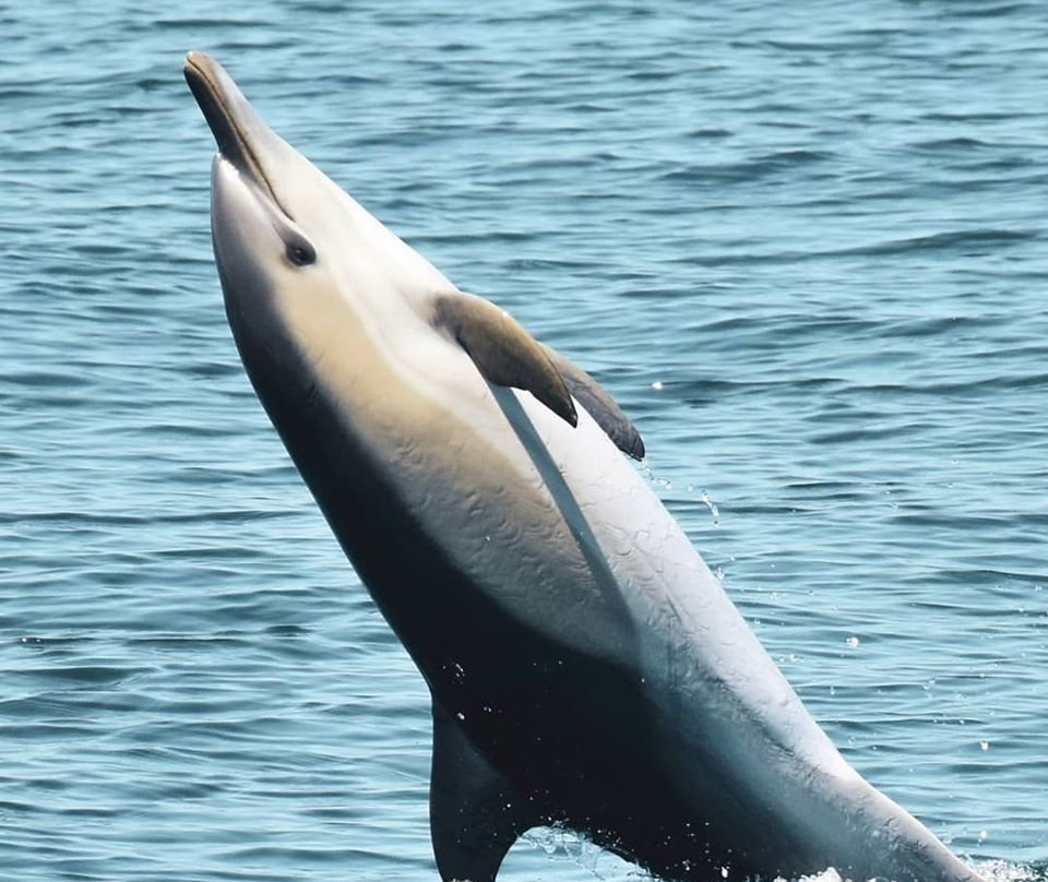 Sealife - Dolphin Watching-拉各斯必去景点