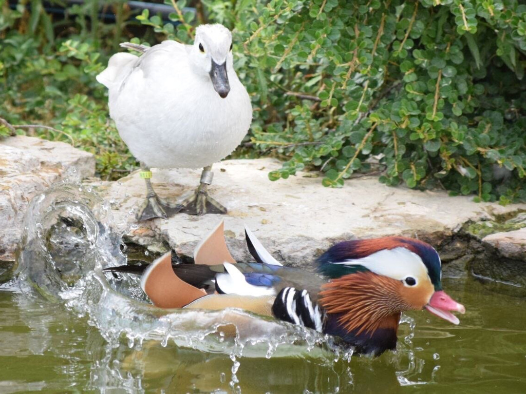 Tehran Bird Garden景点图片