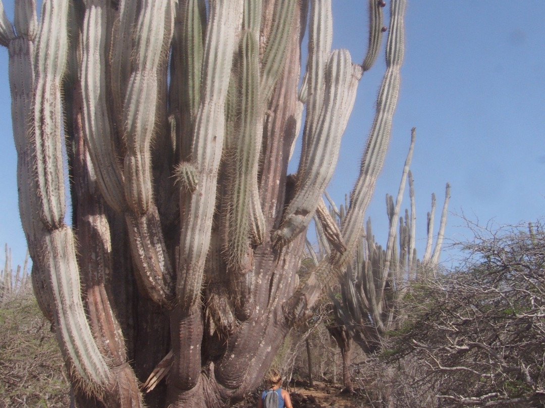 Kasikunda Climbing Trail-Washington-Slagbaai National Park必去景点