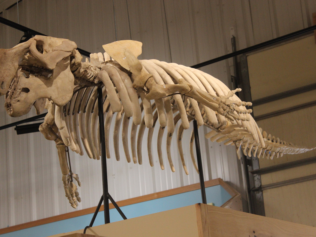 World Fossil Finder Museum-温泉城必去景点