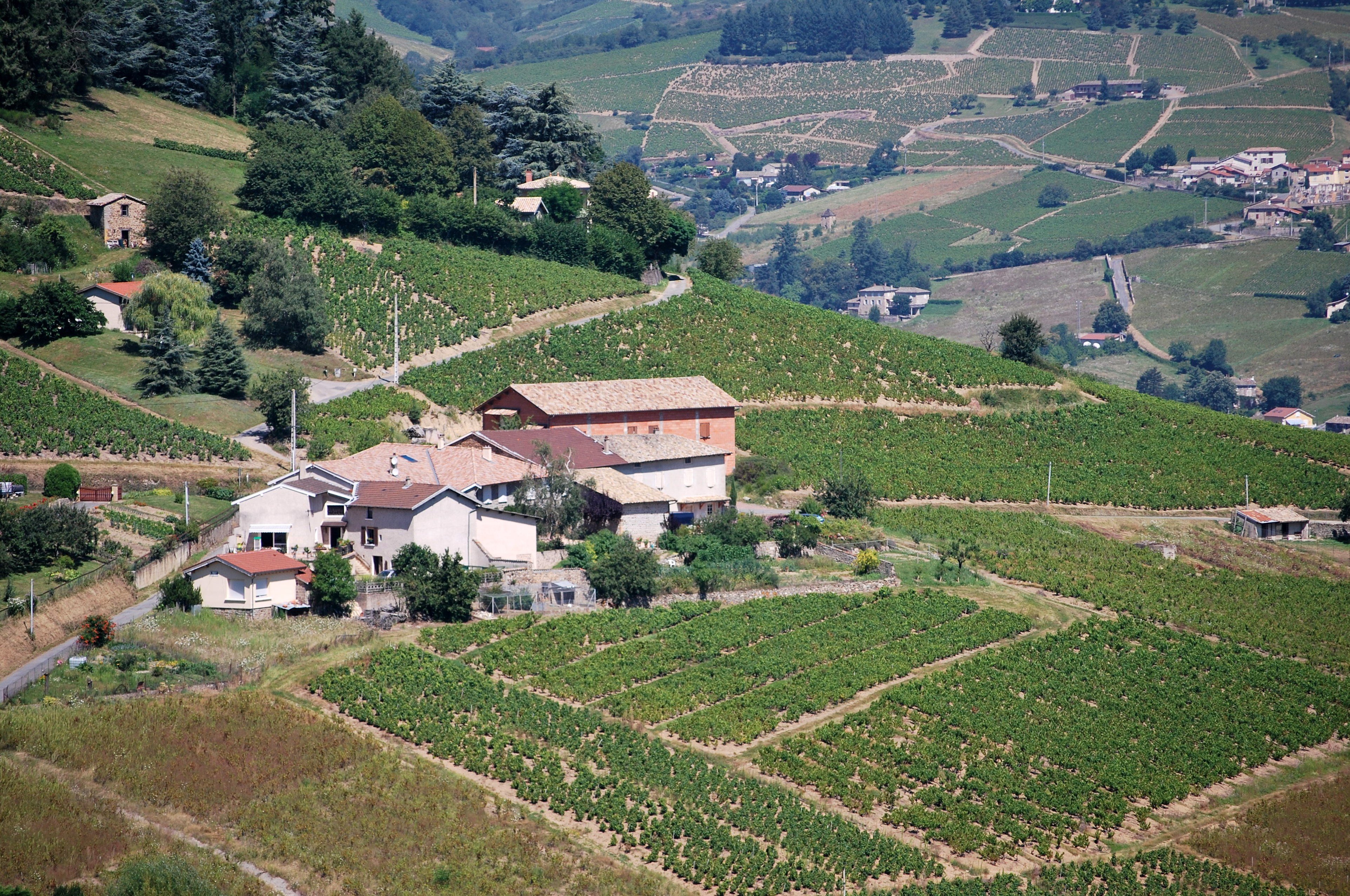 Domaine Lagneau Gerard et Didier (Vignoble, gite & chambre d'hote-官方