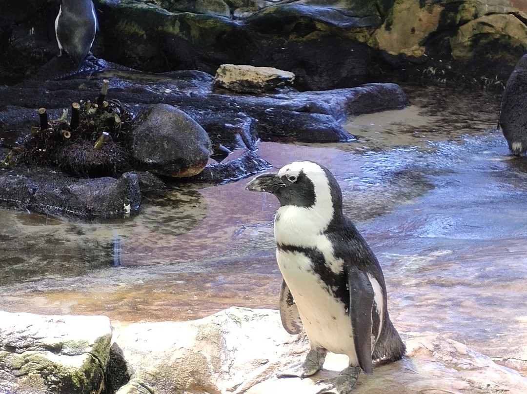 Two Oceans Aquarium景点图片