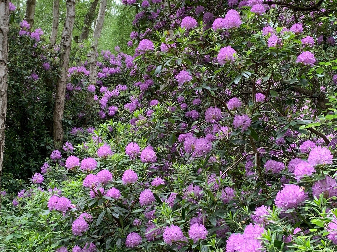 Holme Fen National Nature Reserve景点图片