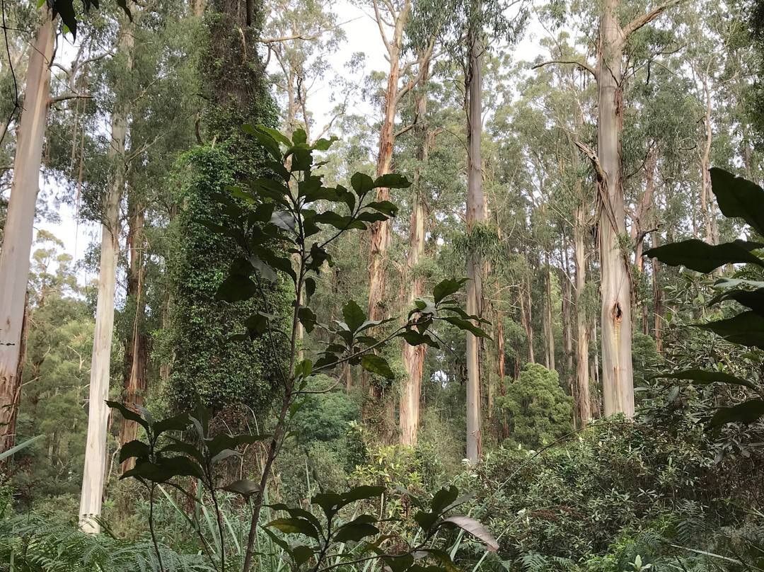 Gembrook Park-Gembrook必去景点