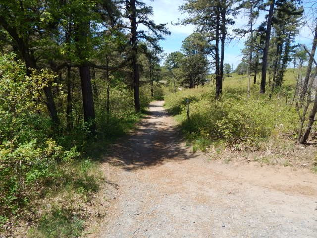 Albany Pine Bush Preserve-奥尔巴尼必去景点